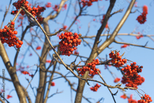 Branches of mountain ash (rowan) with bright red berries photo