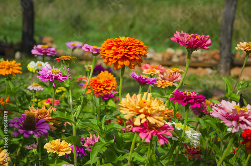 Colorful blooming zinnia blossoms in garden.Summer milti colored background.Sunny weather.Arrangement of flowers.Floriculture. photo