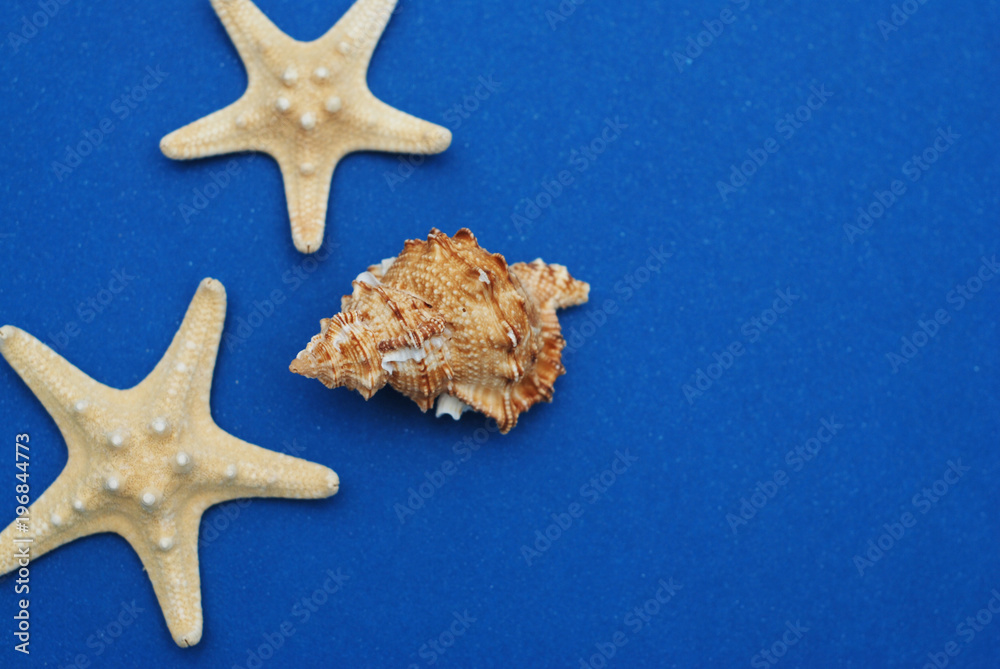Starfish with Shell against a Blue background with copy Space. Nautical, Marrine concept. Starfish with Shell against a Blue background with copy Space. Nautical, Marrine concept.