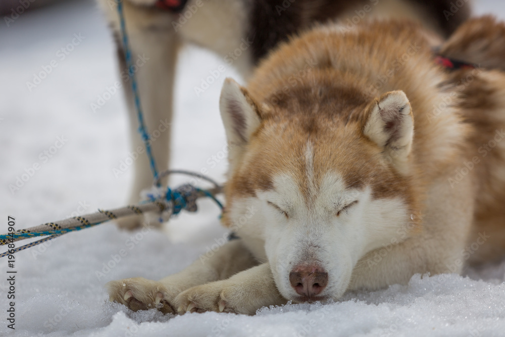 Siberian husky dogs waiting for the sledge ride