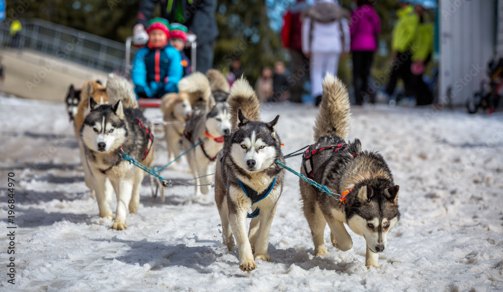 Husky dogs are pulling sledge at sunny winter forest Husky dogs are pulling sledge at sunny winter forest