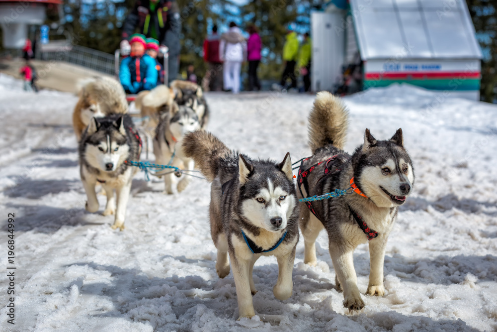 Husky dogs are pulling sledge at sunny winter forest 