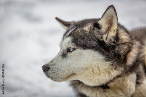 Siberian husky dogs waiting for the sledge ride © Tsvetelin Dobrev