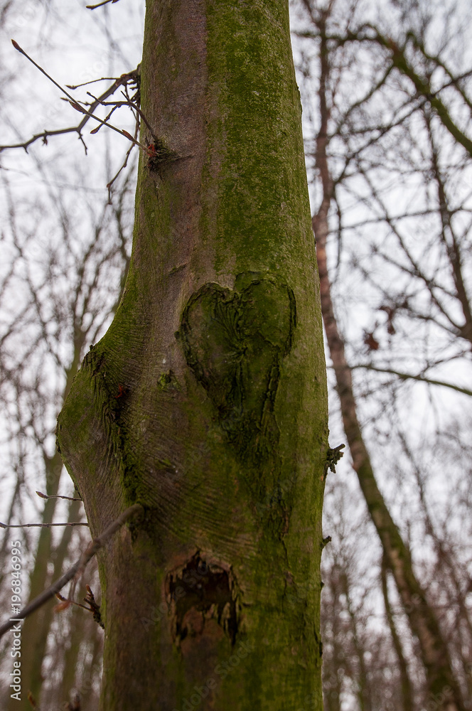 Natural heart in a tree