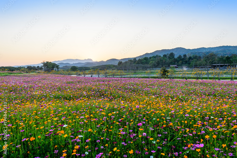 Blossom cosmos flower field