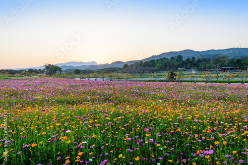 Blossom cosmos flower field