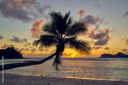 coconut palm tree on beach Baie Lazare during sunset, seychelles
