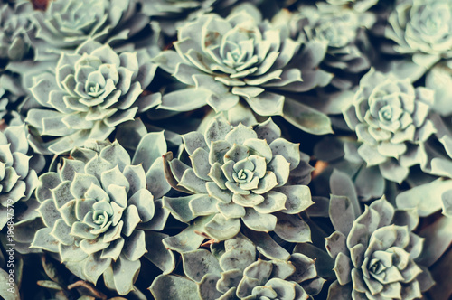 Background of succulents © alekseyliss