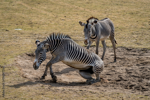 Wild zebra in a zoo