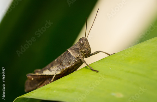 A lovely grasshopper on the leaf