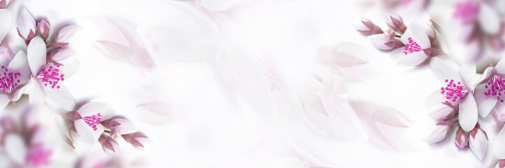 White and pink beige jasmine flower blooming panorama. Faded colors. Shallow depth soft focus. Toned image. Greeting card template background