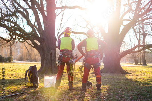 Two arborist men standing against two big trees.  The worker with helmet working at height on the trees. Lumberjack working with chainsaw during a nice sunny day. Tree and nature  photo