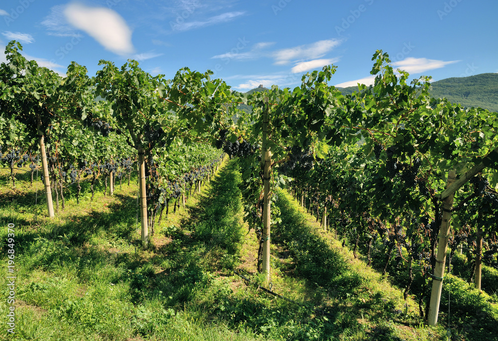 Weinbau am Kalterer See an der Südtiroler Weinstrasse,Trentino,Italien