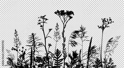 Wild herbs and flowers silhouettes isolated on transparent background.