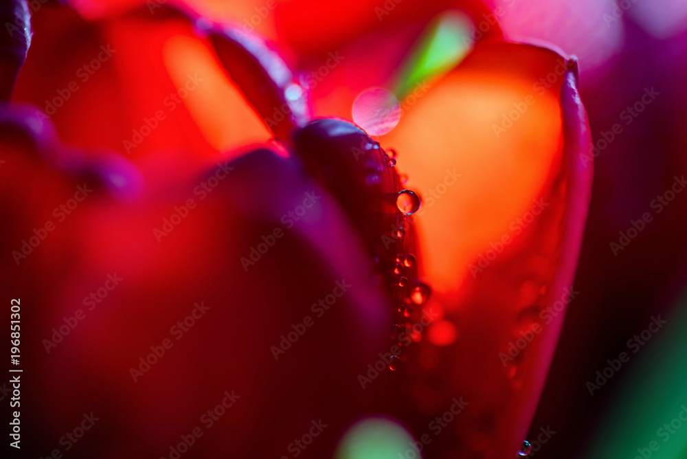 Closeup view of water drops on open tulip Closeup view of water drops on open tulip