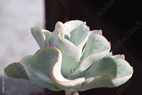 Sukkulente in ganzer Pracht, wie eine zauberhafte Blüte photo