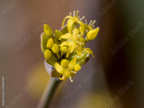 Blossoms of a Cornelian cherry bush (Cornus mas) in the early spring. photo