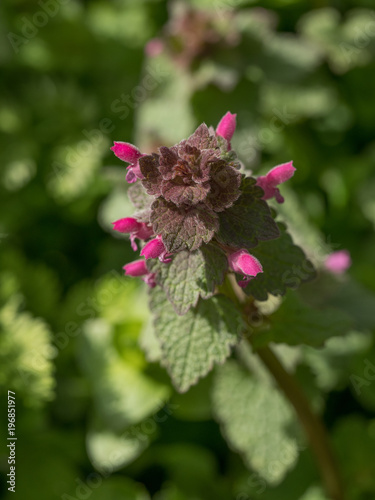 Beautiful flowering Lamium purpureum in forest for natural background photo