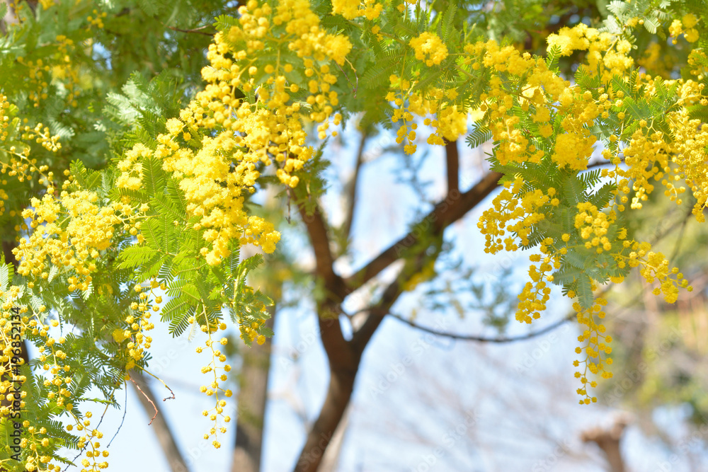 ミモザの花
ミモザの花