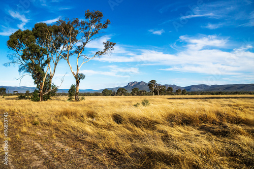 Golden grassland landscape in the bush with large tree with Grampians mountains in the background, Victoria, Australia photo