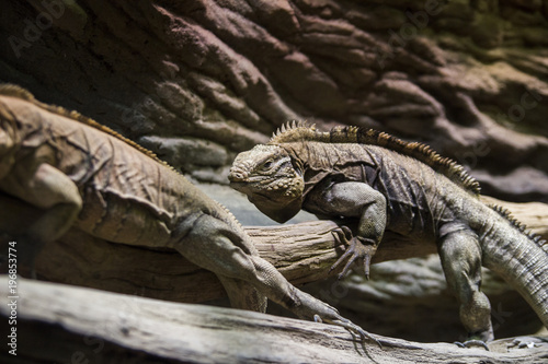 Two huge adult iguana resting in the zoo's terrarium. Wild nature. photo