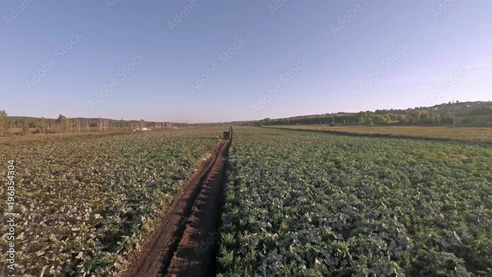 Harvesting in a field Harvesting in a field