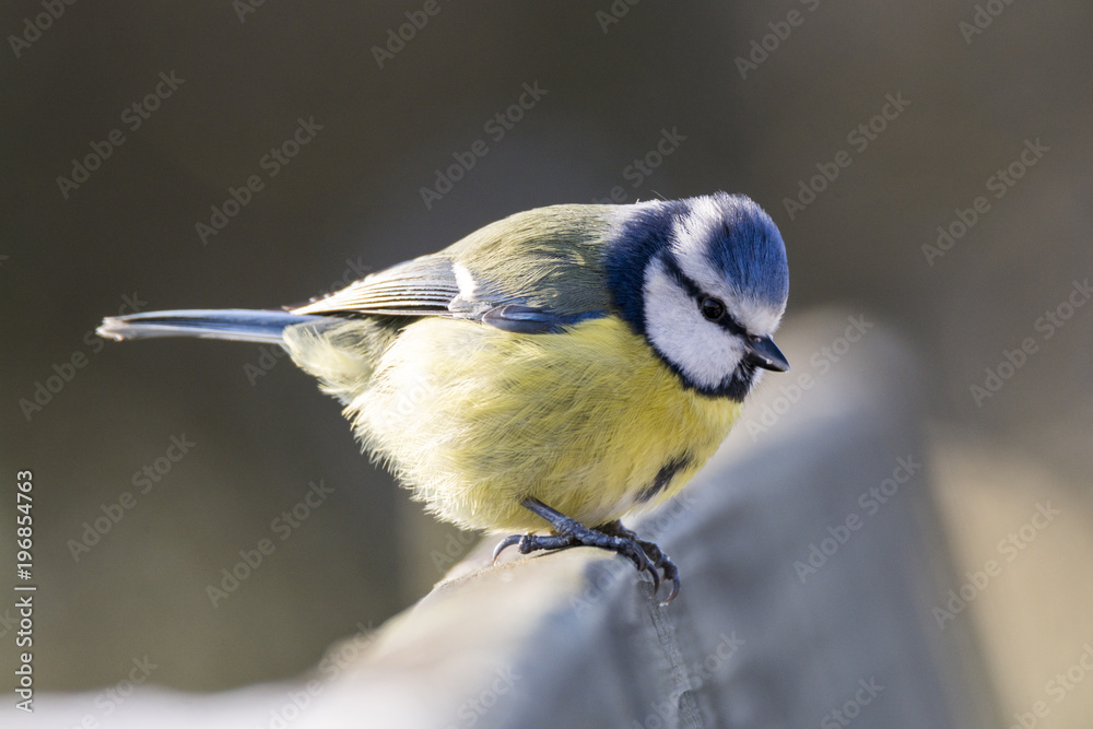 Fototapeta premium A Blue Tit searches for food in a Garden in the early morning winter sunshine, Cornwall, UK