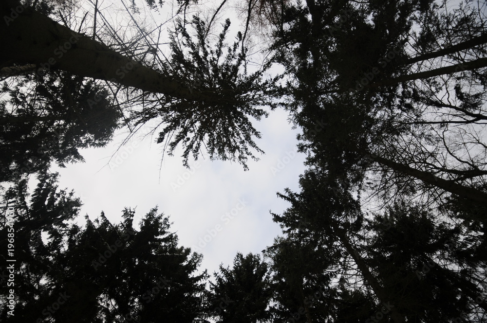 Impression of a winter forest with snow and pine trees Impression of a winter forest with snow and pine trees