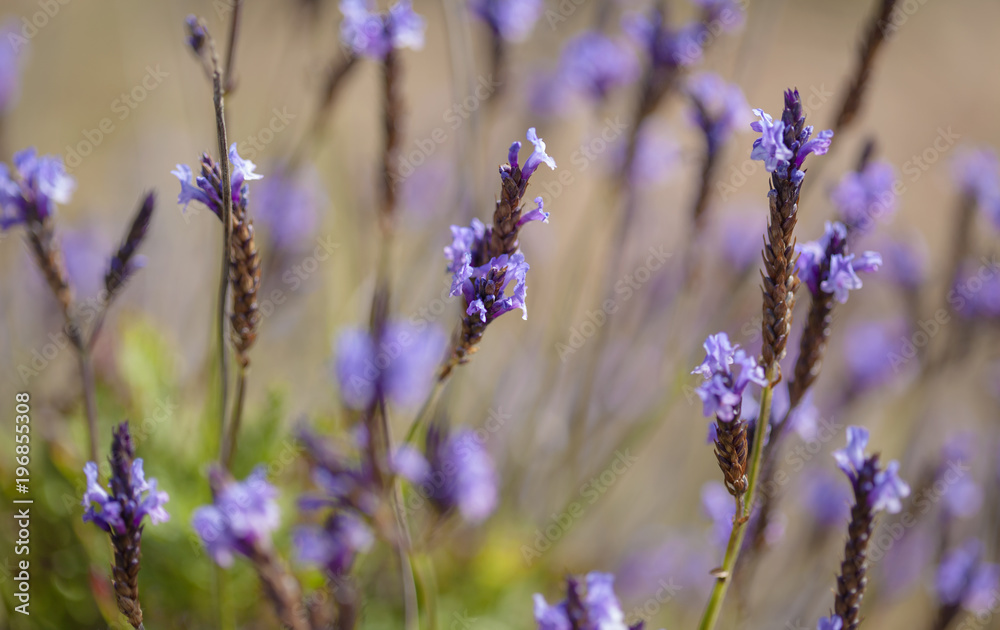 Fototapeta premium flora of Gran Canaria - flowering canarian Lavender