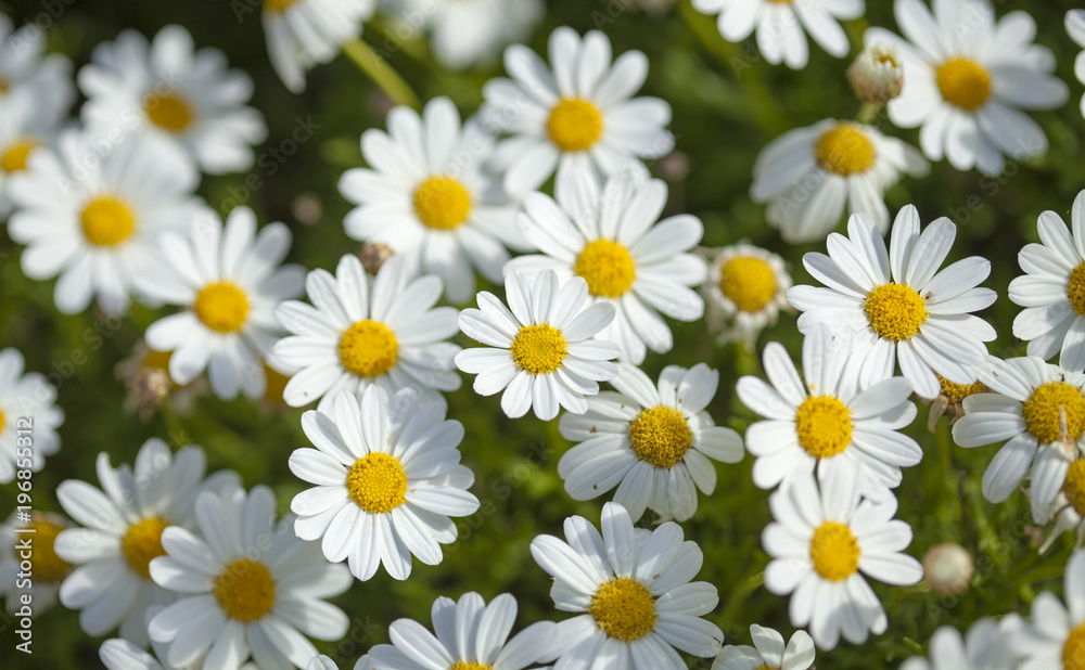 flora of Gran Canaria -  marguerite daisy