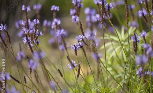 flora of Gran Canaria - flowering canarian Lavender