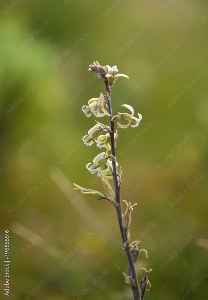 flora of Gran Canaria - Dipcadi serotinum flora of Gran Canaria - Dipcadi serotinum