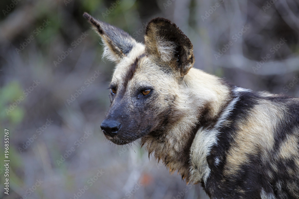 Hunting wild dog portrait in Sabi Sands Private Game Reservein the Greater Kruger Region in South Africa Hunting wild dog portrait in Sabi Sands Private Game Reservein the Greater Kruger Region in South Africa