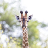 Young female giraffe in Sabi Sands Game Reserve in the Greater Kruger Region in South Africa