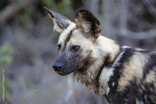 Hunting wild dog portrait in Sabi Sands Private Game Reservein the Greater Kruger Region in South Africa