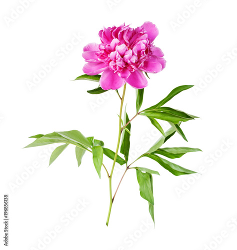 Pink peony flower on a white