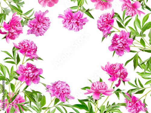 Frame of many pink peonies
