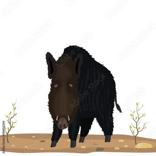 wild boar against the background of the soil and a bush, the wild nature