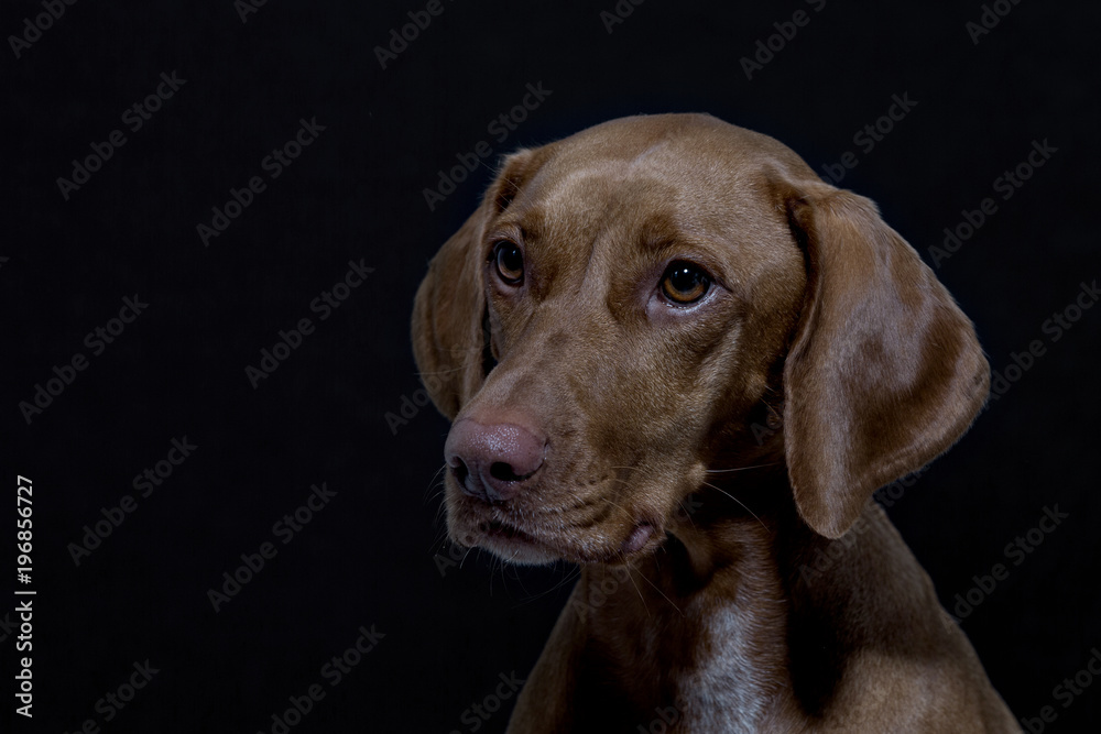 Portrait eines Magyar Vizsla