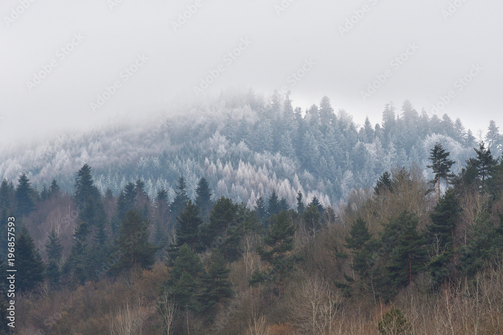 snow-capped forests in spring