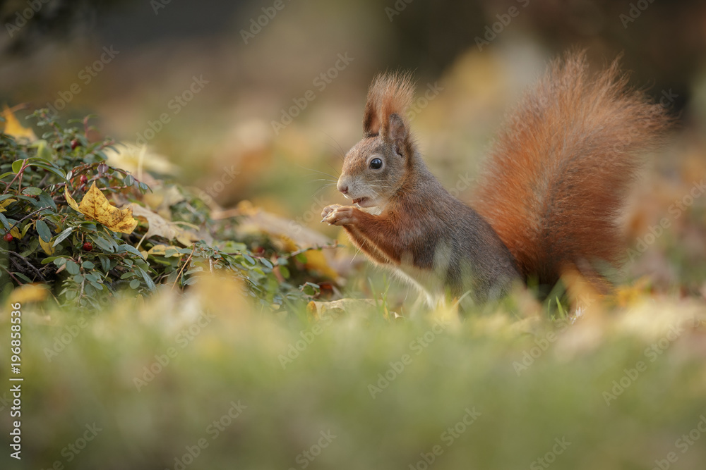 Autumn Squirrel with a nut