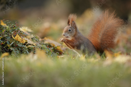 Autumn Squirrel with a nut
