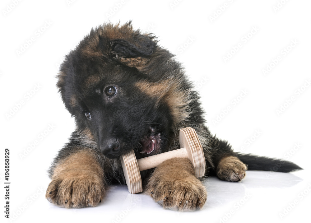 Fototapeta premium puppy german shepherd