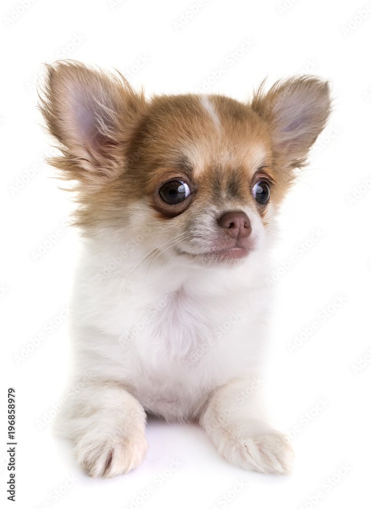 puppy chihuahua in studio puppy chihuahua in studio