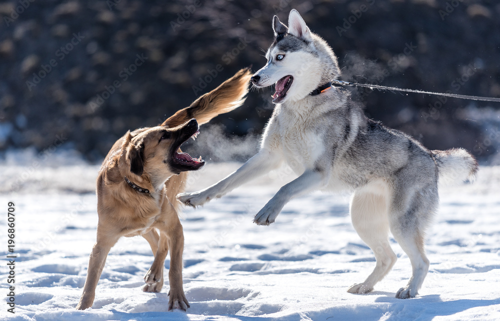 Husky plays with another dog in the snow against the sun Husky plays with another dog in the snow against the sun