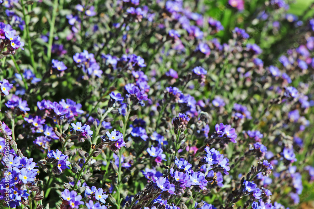 Beautiful violet spring flowers blooming in the garden. Beautiful violet spring flowers blooming in the garden.