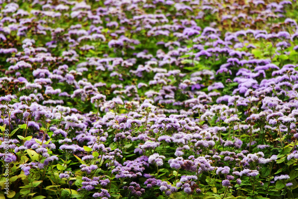 Beautiful violet spring flowers blooming in the garden. Beautiful violet spring flowers blooming in the garden.
