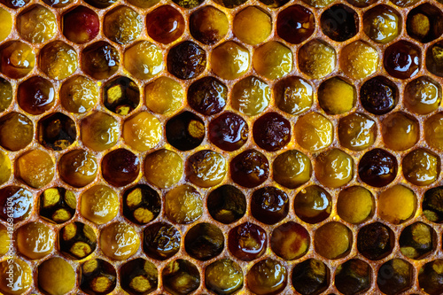 Bee bread. Honeycomb with pollen. Beekeeping products. Apitherapy. photo