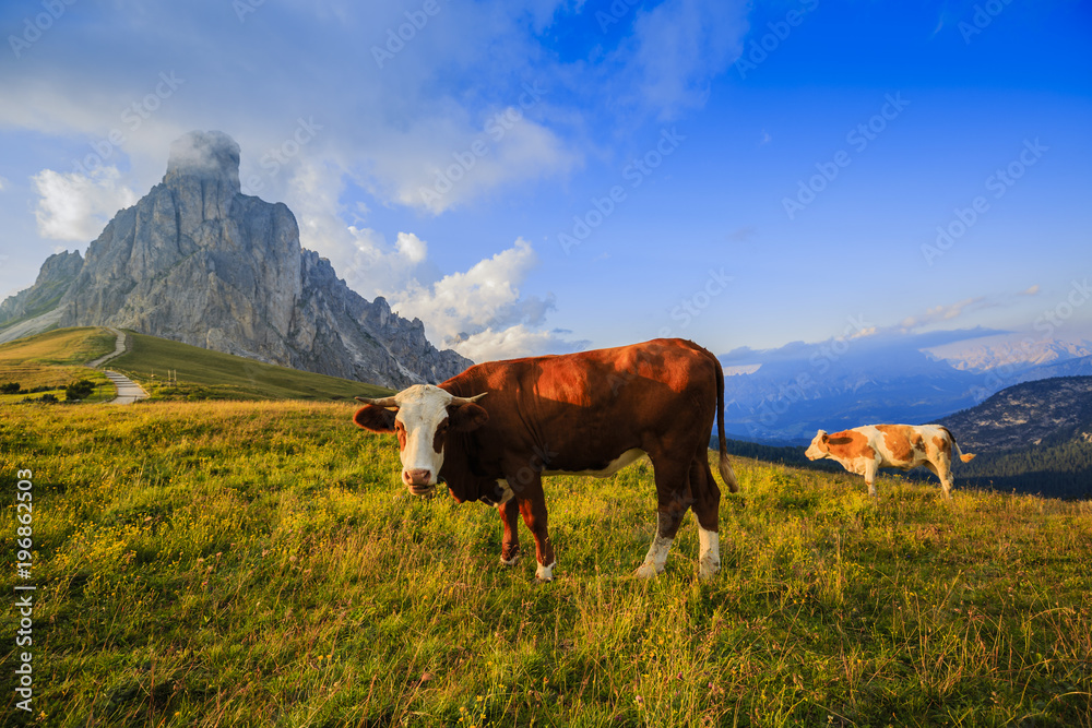 Summer landscape, alpine pass and cows, Passo Giau with famous Nuvolau peaks in background, Dolomites, Italy, Europe