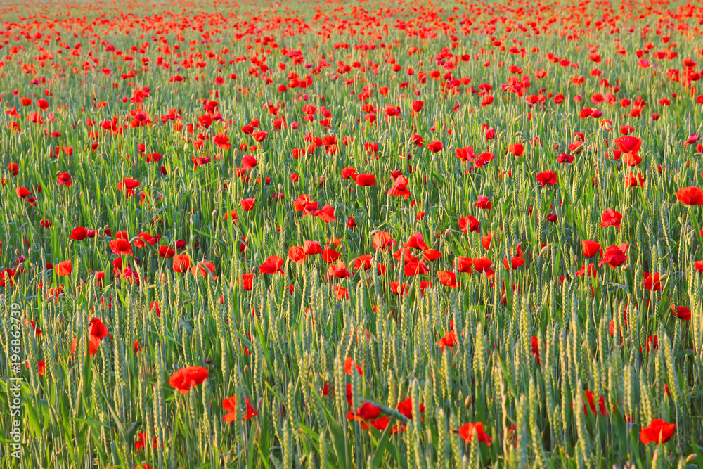 Grünes Kornfeld mit roten Mohnblumen